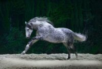 fantasy pferde bilder fantasy pferde bilder