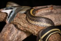 schlange kreuzworträtsel schlange kreuzworträtsel