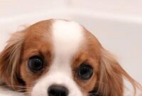 süser hund süser hund