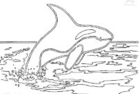 orca malvorlage orca malvorlage