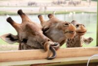 lustige tiere bilder lustige tiere bilder