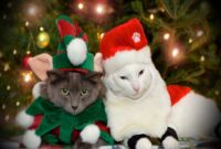 lustige weihnachtsbilder