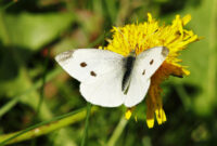 bild von schmetterling bild von schmetterling