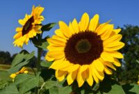 bilder blumen kostenlos bilder blumen kostenlos