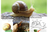 schnecke kindergarten pdf schnecke kindergarten pdf