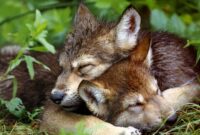 wolf babys bilder wolf babys bilder