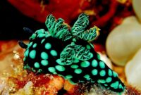 schöne meerestiere schöne meerestiere