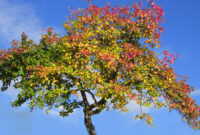 bilder apfelbaum bilder apfelbaum