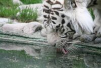 gratis bilder gratis bilder