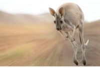 bilder känguru bilder känguru