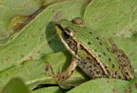 frosch bilder süß frosch bilder süß