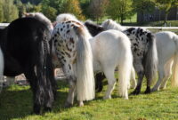 ponys fotos ponys fotos