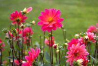 blumenbild kostenlos blumenbild kostenlos