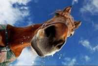 lustig pferde lustig pferde