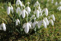 bilder frühlingsblumen