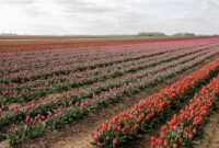 grevenbroich tulpenfelder adresse grevenbroich tulpenfelder adresse