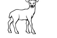 reh bilder zum ausdrucken