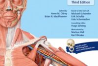thieme atlas of anatomy pdf thieme atlas of anatomy pdf