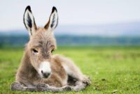 süße esel bilder süße esel bilder