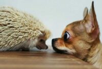 witzige bilder fotos witzige bilder fotos