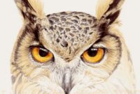 eule bild zeichnung eule bild zeichnung