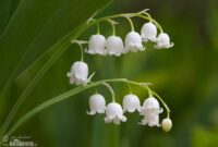 maiglöckchen bilder maiglöckchen bilder