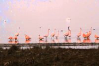 grevelingenmeer flamingo grevelingenmeer flamingo