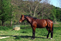 pferde bilder kostenlos pferde bilder kostenlos