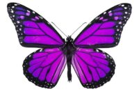 lila schmetterling bilder