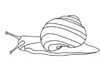 schnecke malen einfach