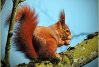 eichhörnchen bilder süß eichhörnchen bilder süß
