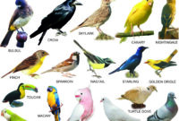 vogelbilder mit namen vogelbilder mit namen