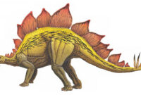 stegosaurus bild