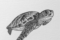 zeichnungen schildkröte