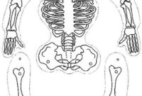 skelett basteln pdf skelett basteln pdf