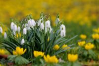 google bilder kostenlos google bilder kostenlos