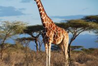 bild von giraffe