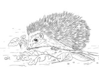igel ausmalbilder igel ausmalbilder