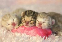 süße kätzchen bilder