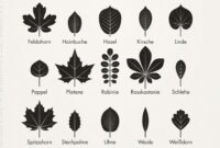 zeichnungen blätter