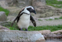 pinguin bilder kostenlos pinguin bilder kostenlos