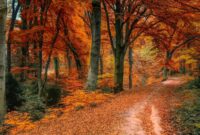 herbstbilder zum herunterladen