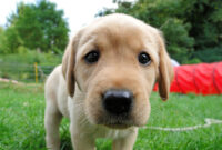 kleiner süßer hund