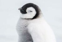 pinguine sind auch nur panda vögel pinguine sind auch nur panda vögel