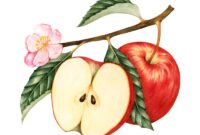 apfel bild zeichnung apfel bild zeichnung