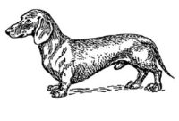 dackel ausmalbild dackel ausmalbild