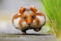 süße tiere bilder süße tiere bilder