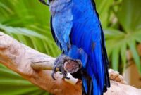 der papagei ein vogel ist pdf der papagei ein vogel ist pdf