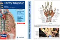 thieme e dissector thieme e dissector