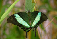 schmetterlinge bilder kostenlos